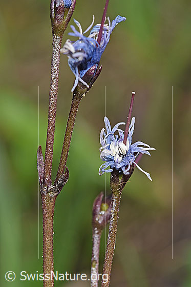 Foto: Grosses Alpenglöckchen (Soldanella alpina). Verblühte Blüten.