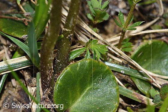 Foto: Grosses Alpenglöckchen (Soldanella alpina). Blatt und Stängel.