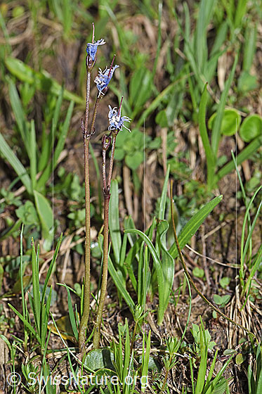 Foto: Grosses Alpenglöckchen (Soldanella alpina). Ganze Pflanze (Habitus). Blüten verblüht.