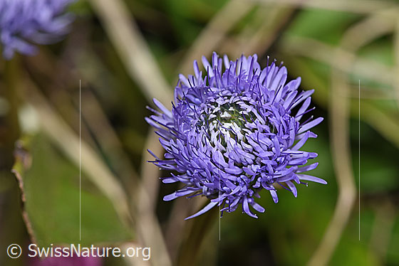 Foto: Schaft-Kugelblumen (Globularia nudicaulis). Blüte.