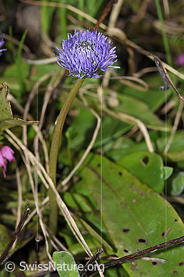 Foto: Schaft-Kugelblumen (Globularia nudicaulis). Ganze Pflanze (Habitus).
