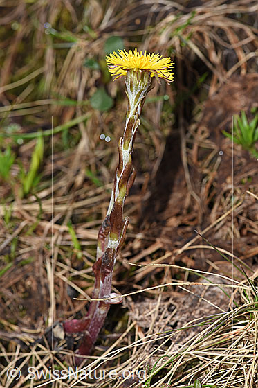 Photo: Tussilago farfara. Whole plant (habiti).
