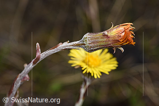 Photo: Tussilago farfara. Blossom closed.