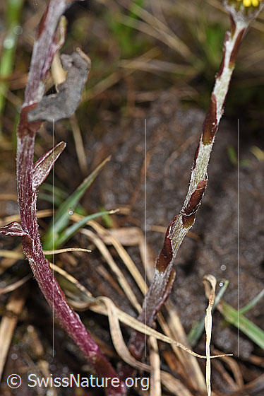 Foto: Huflattich (Tussilago farfara). Stängel.