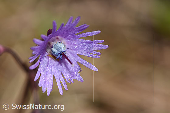 Photo: Soldanella alpina. Blossom.