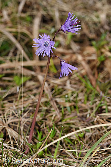 Photo: Soldanella alpina. Whole plant (habiti).