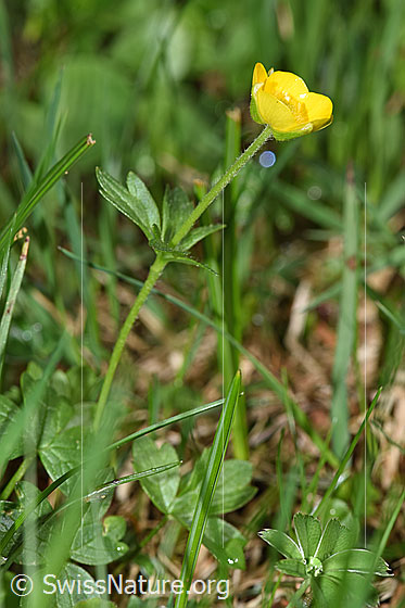 Foto: Berg-Hahnenfuss (Ranunculus montanus). Ganze Pflanze (Habitus).