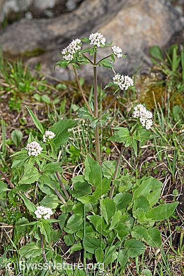Photo: Valerina tripteris. Whole plant (habiti).