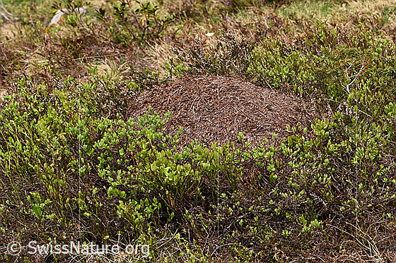 Photo: Probably anthill of Formica exsecta.