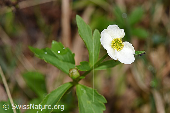Foto: Eisenhutblättriger Hahnenfuss (Ranunculus aconitifolius). Blüte und Blätter.