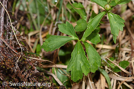 Foto: Eisenhutblättriger Hahnenfuss (Ranunculus aconitifolius). Blätter.