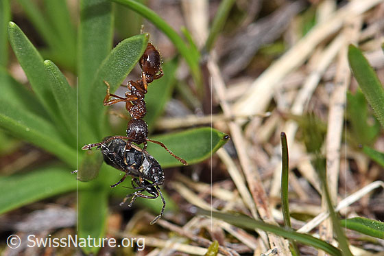 Foto: Wahrscheinlich Grosse Knotenameise (Manica rubida). Länge 5 - 9mm. Die Ameise hat eine Wanze erbeutet.
