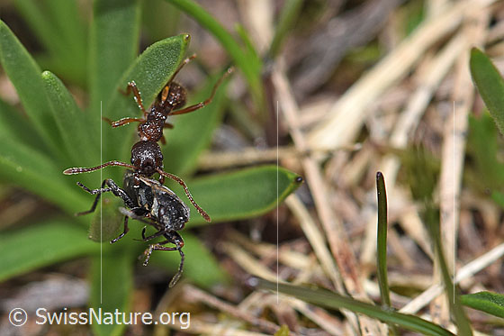 Foto: Wahrscheinlich Grosse Knotenameise (Manica rubida). Länge 5 - 9mm. Die Ameise hat eine Wanze erbeutet.