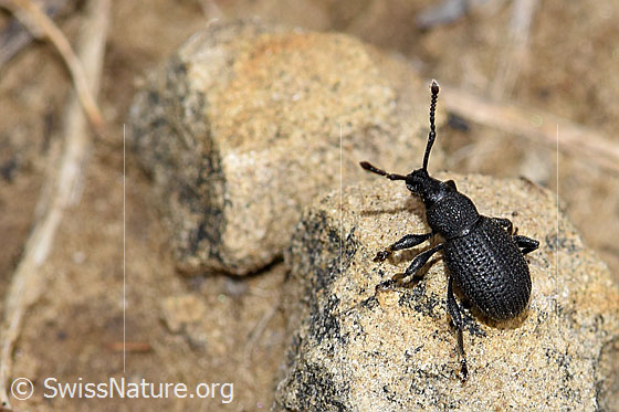 Foto: Wahrscheinlich Otiorhynchus foraminosus (Rüsselkäfer). Ansicht von schräg hinten.