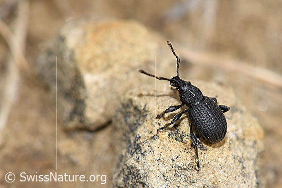 Foto: Wahrscheinlich Otiorhynchus foraminosus (Rüsselkäfer). Ansicht von schräg hinten.