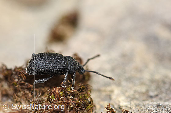 Foto: Wahrscheinlich Otiorhynchus foraminosus (Rüsselkäfer). Ansicht von der Seite.