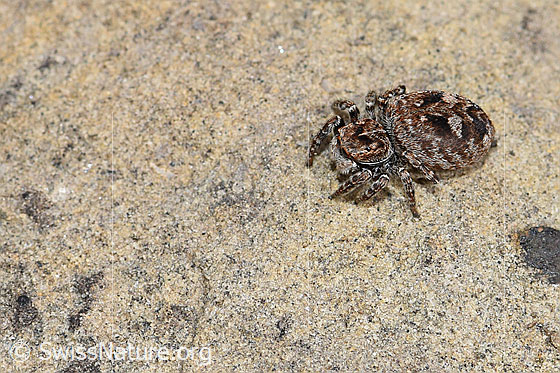 Sitticus floricola (Springspinne)