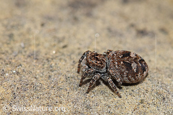 Photo: Probably Sitticus floricola (Jumping spider).. Female. Length: 5 - 6.5mm. View from the side.