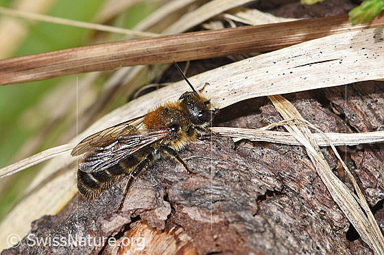 Foto: Wahrscheinlich Schwarzspornige Stängelbiene (Hoplitis leucomelana). Länge 7 - 9mm. Männchen. Wird auch Schwarzspornige Stängelmauerbiene oder Osmia leucomelana genannt. Ansicht von schräg oben.