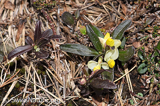 Foto: Buchsblättrige Kreuzblume (Polygala chamaebuxus).
