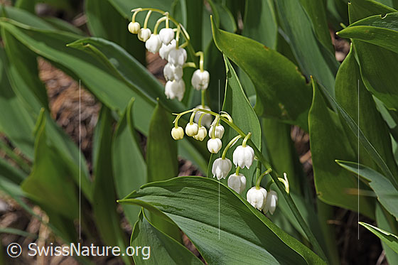 Foto: Maiglöckchen (Convallaria majalis). Blüten und Blätter.
