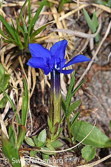 Foto: Wahrscheinlich Frühlings-Enzian (Gentiana verna). Ganze Pflanze (Habitus).