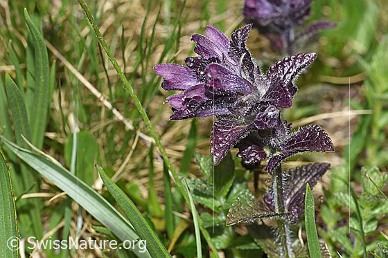 Foto: Alpenhelm (Bartsia alpina). Blüte, Blätter und Stängel.