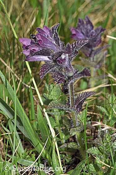 Photo: Bartsia alpina. Whole plant (habiti).