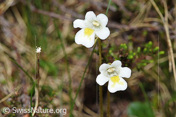 Foto: Alpen-Fettblatt (Pinguicula alpina). Blüten.