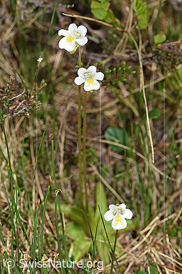 Foto: Alpen-Fettblatt (Pinguicula alpina). Ganze Pflanze.