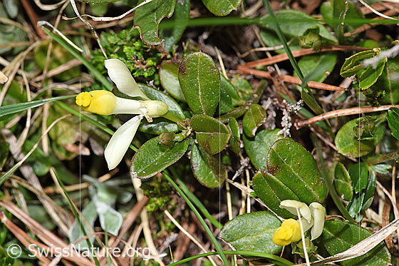 Foto: Buchsblättrige Kreuzblume (Polygala Chamaebuxus). Ansicht von oben.