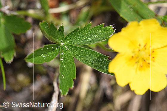 Photo: Potentilla aurea. Leaves.