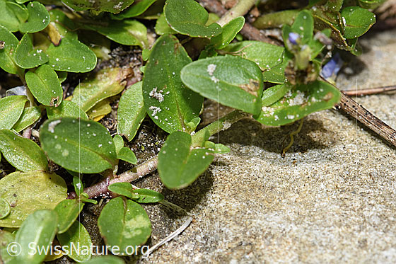 Foto: Quendel-Ehrenpreis (Veronica serpyllifolia). Blätter und Stängel.