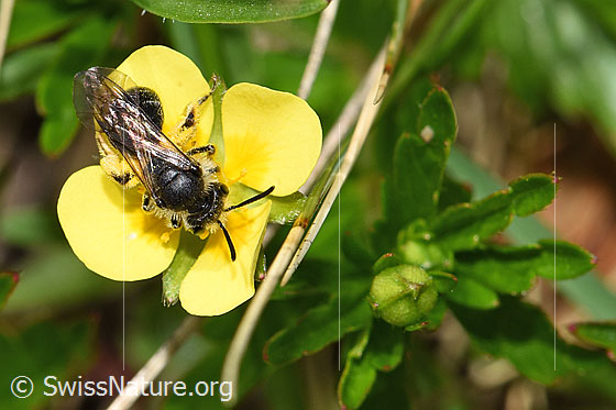 Foto: Wahrscheinlich Gewöhnliche Zwergsandbiene (Andrena minutula) auf Blutwurz (Potentilla erecta). Länge 5 - 7mm. Ansicht von oben.