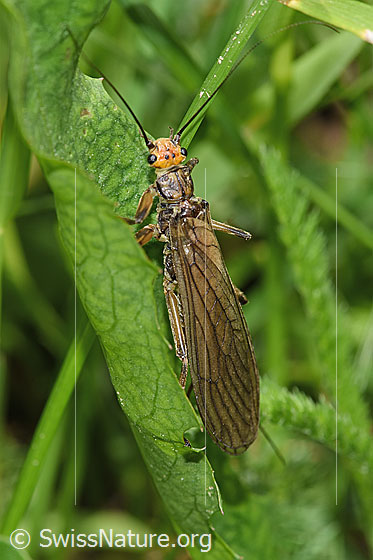 Foto: Grosse Perlensteinfliege (Perla grandis). Ansicht von seitlich oben.