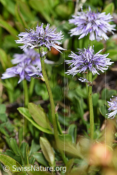 Foto: Wahrscheinlich Herzblättrige Kugelblume (Globularia cordifolia). Blüten und Stängel.