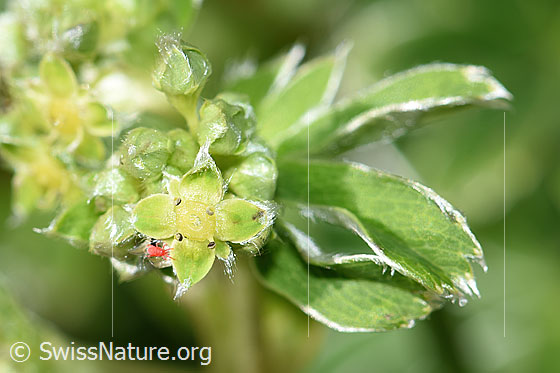 Photo: Alchemilla nitida. Blossoms.