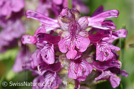 Photo: Pedicularis verticillata. Blossoms.
