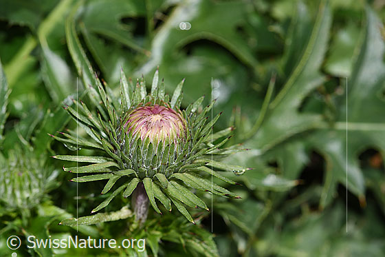 Foto: Gewöhnliche Berg-Distel (Carduus defloratus ssp. defloratus). Blüte. Noch geschlossen.