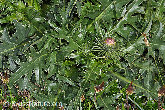 Foto: Gewöhnliche Berg-Distel (Carduus defloratus ssp. defloratus). Ganze Pflanze (Habitus).