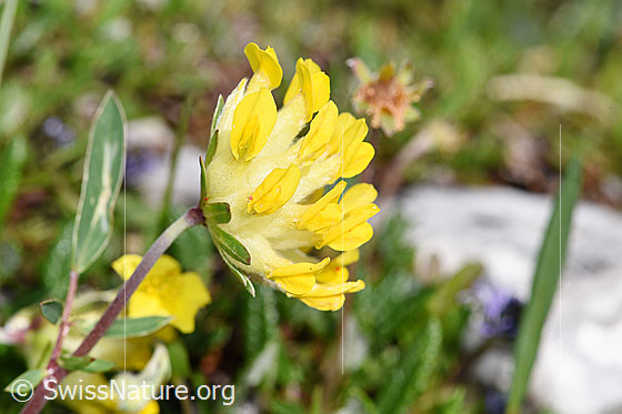 Foto: Alpen-Wundklee (Anthyllis vulneraria ssp. alpestris). Blüten und Stängel.