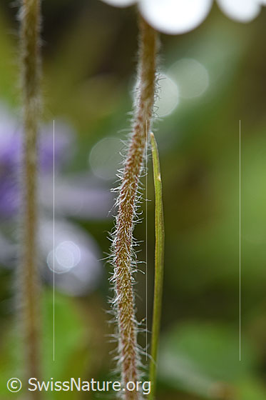 Foto: Bewimperter Mannsschild (Androsace chamaejasme). Behaarter Stängel.