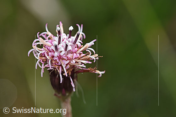 Foto: Alpenlattich (Homogyne alpina). Blüte.