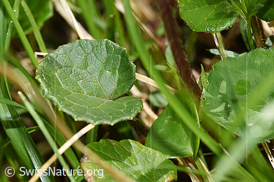 Foto: Alpenlattich (Homogyne alpina). Blatt.