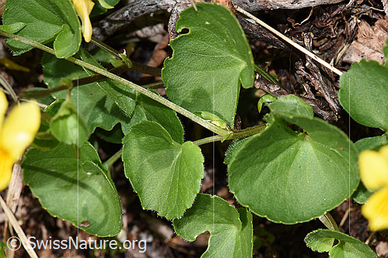 Photo: Gelbes Berg-Veilchen. Leaves and stem.
Lat.: Viola biflora 
Family: Violaceae
Genus: Viola