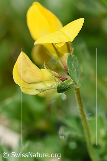 Photo: Lotus corniculatus. Blossoms and stem.