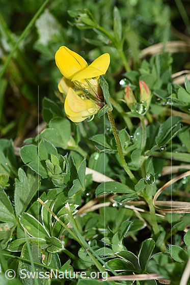 Photo: Lotus corniculatus. Whole plant (habiti).