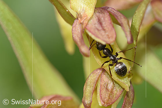 Grauschwarze Sklavenameise (Formica fusca) auf Grüne Hohlzunge (Coeloglossum viride)