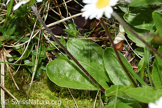 Photo: Aster bellidiastrum. Stem and leaves.