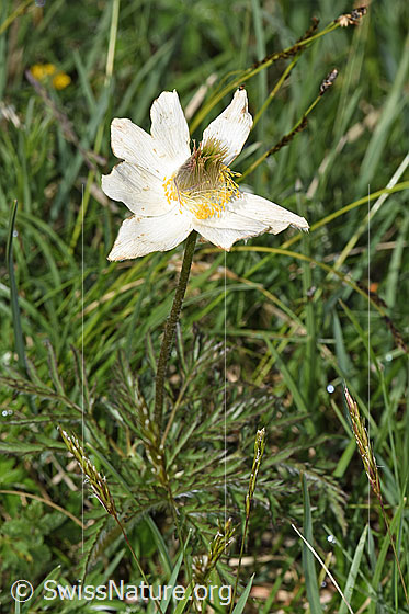 Photo: Pulsatilla alpina. Whole plant (habiti).